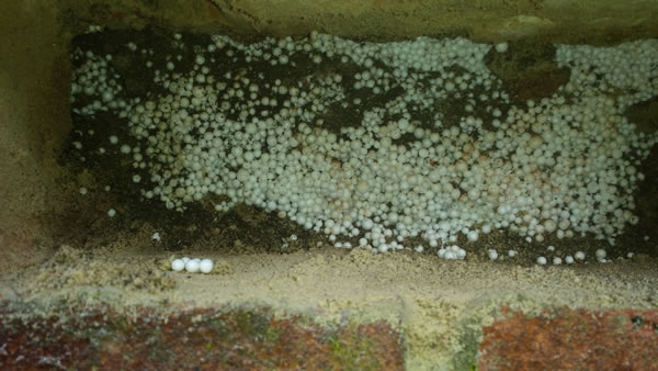 Poly Bead Ant Infestation