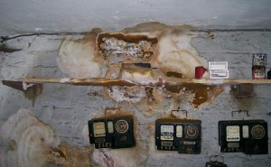 dry rot